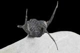 Bumpy, Enrolled Cyphaspis Trilobite - Ofaten, Morocco #98621-4